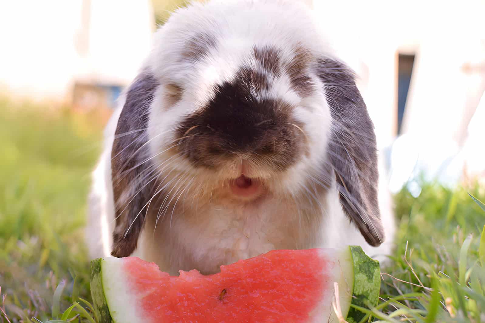 Benefits and Cons of Watermelon on Rabbits