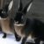 7 Best Black Rabbit Breeds (With Pictures)