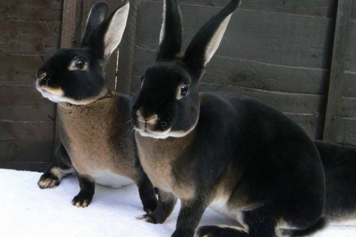 Best Black Rabbit Breeds