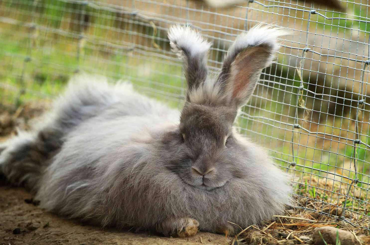 Best Long Haired Rabbits