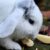 Can Rabbits Eat Apples? (Nutrition, Benefits & Feeding Tips)