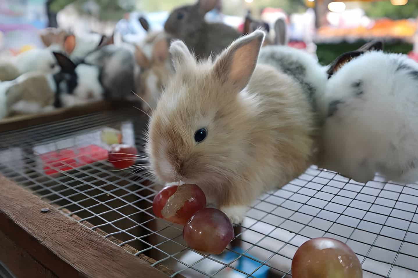 Can Rabbits Eat Grape Flesh and Peels
