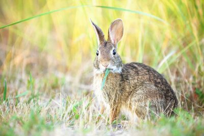 7 Foods that Wild Rabbits Love to Eat