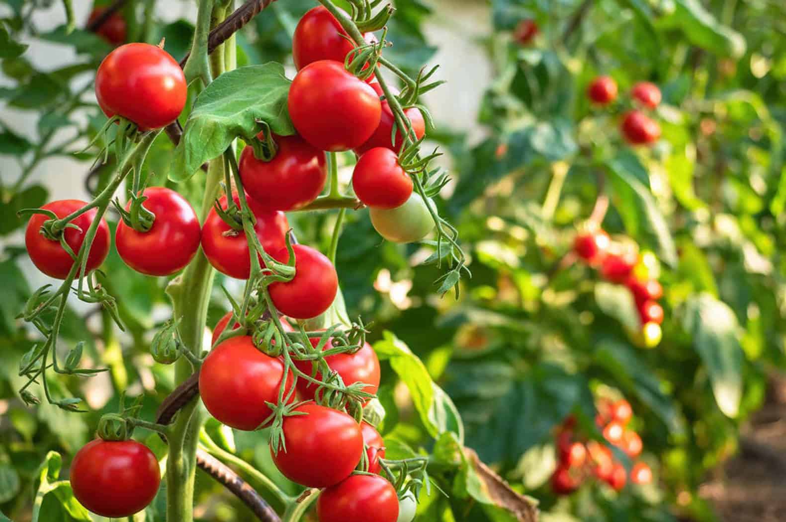 Nutritional Benefits Of Tomatoes