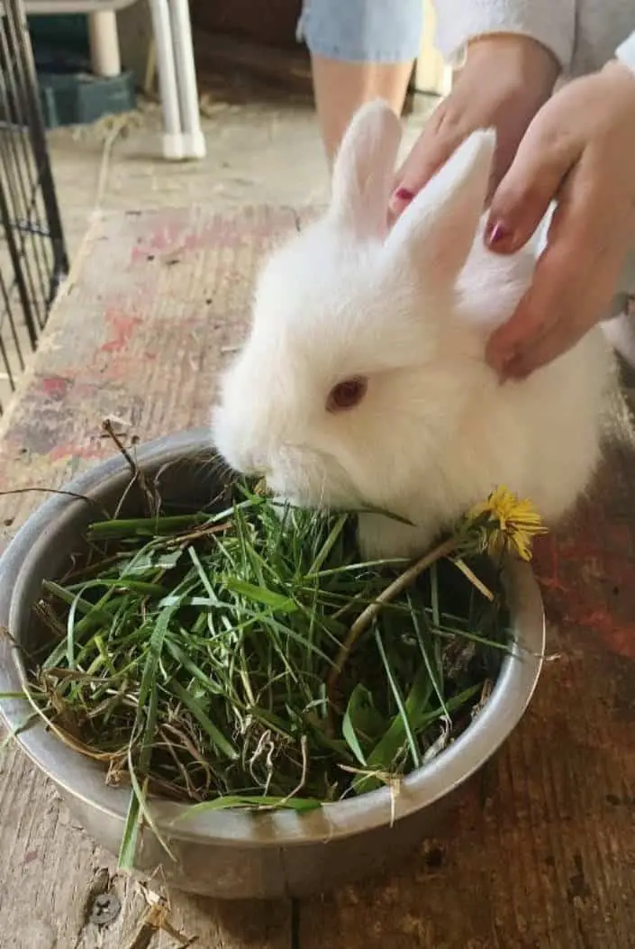 Rabbit’s Basic Diet