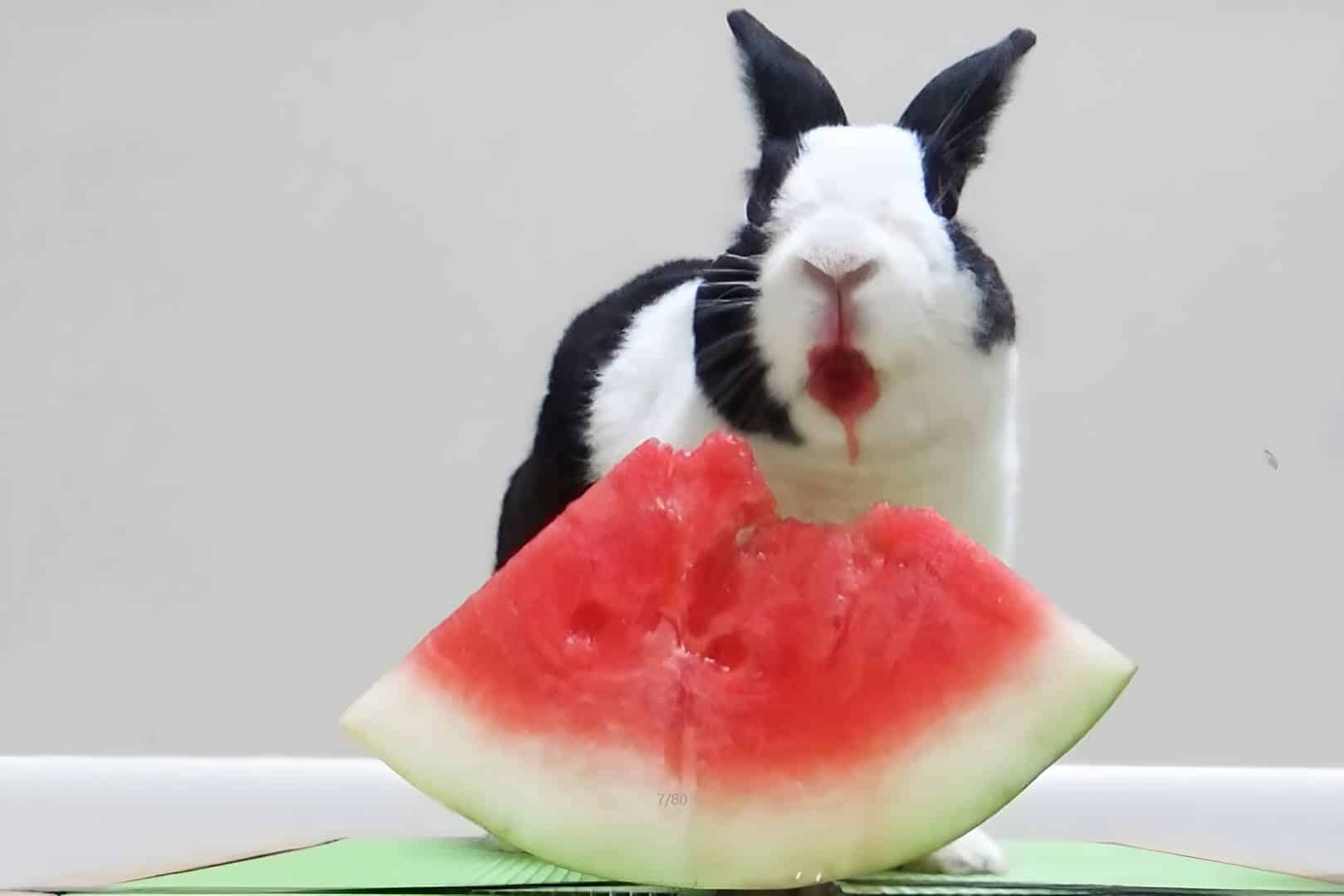 Rabbits Eat Watermelon