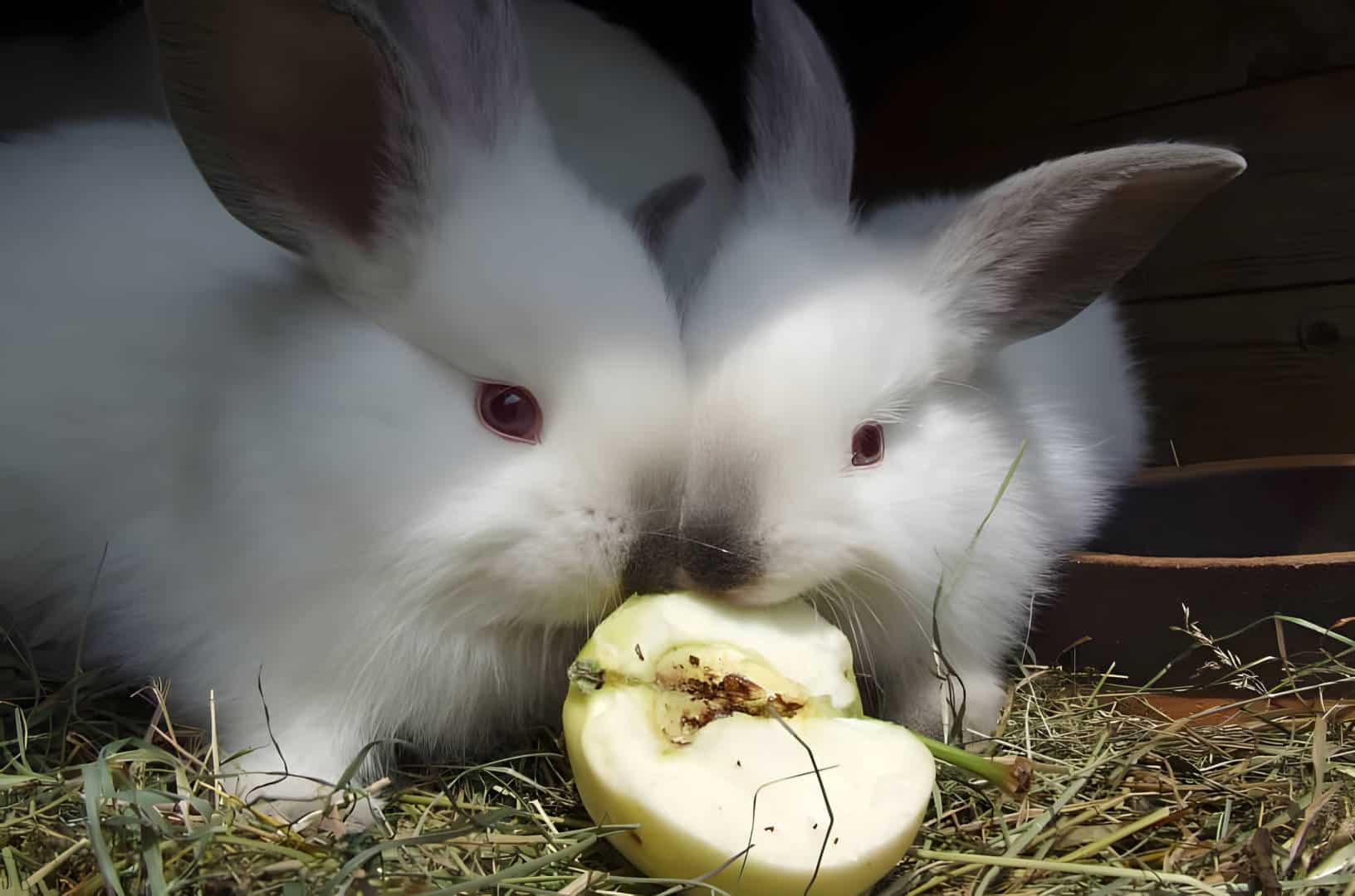 Tips for feeding apples to your rabbit