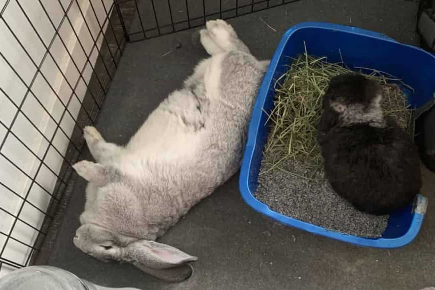 Tips to take care of the rabbits while they are asleep