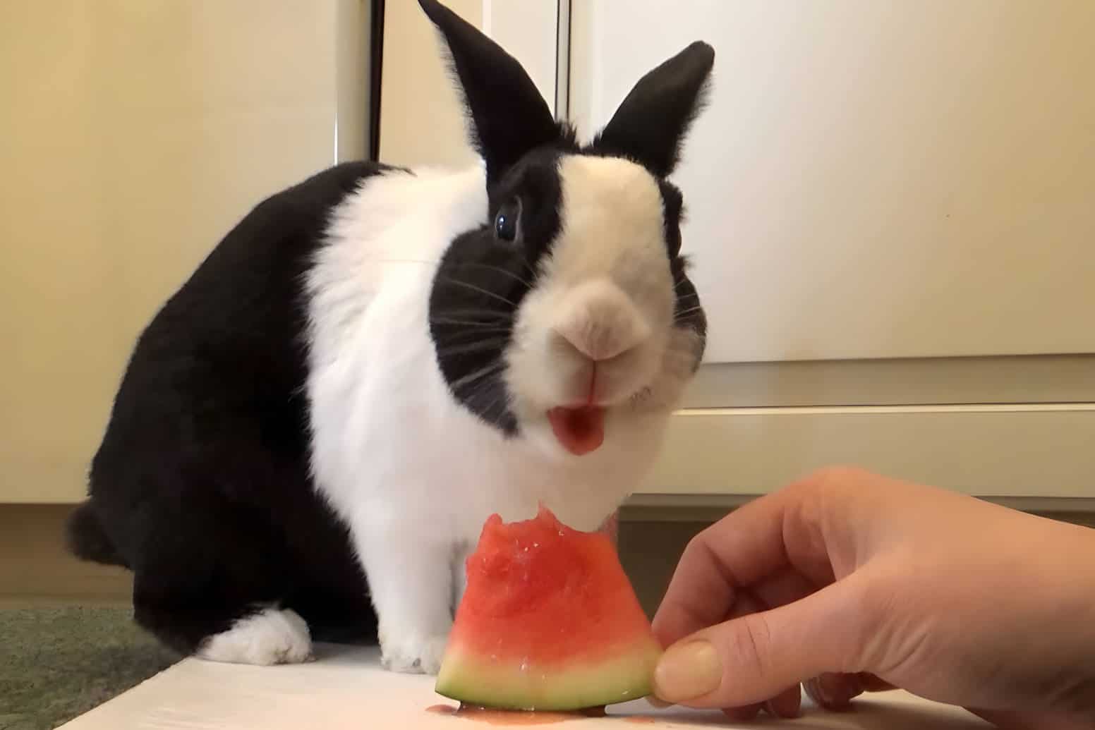 Watermelon Feeding Tips