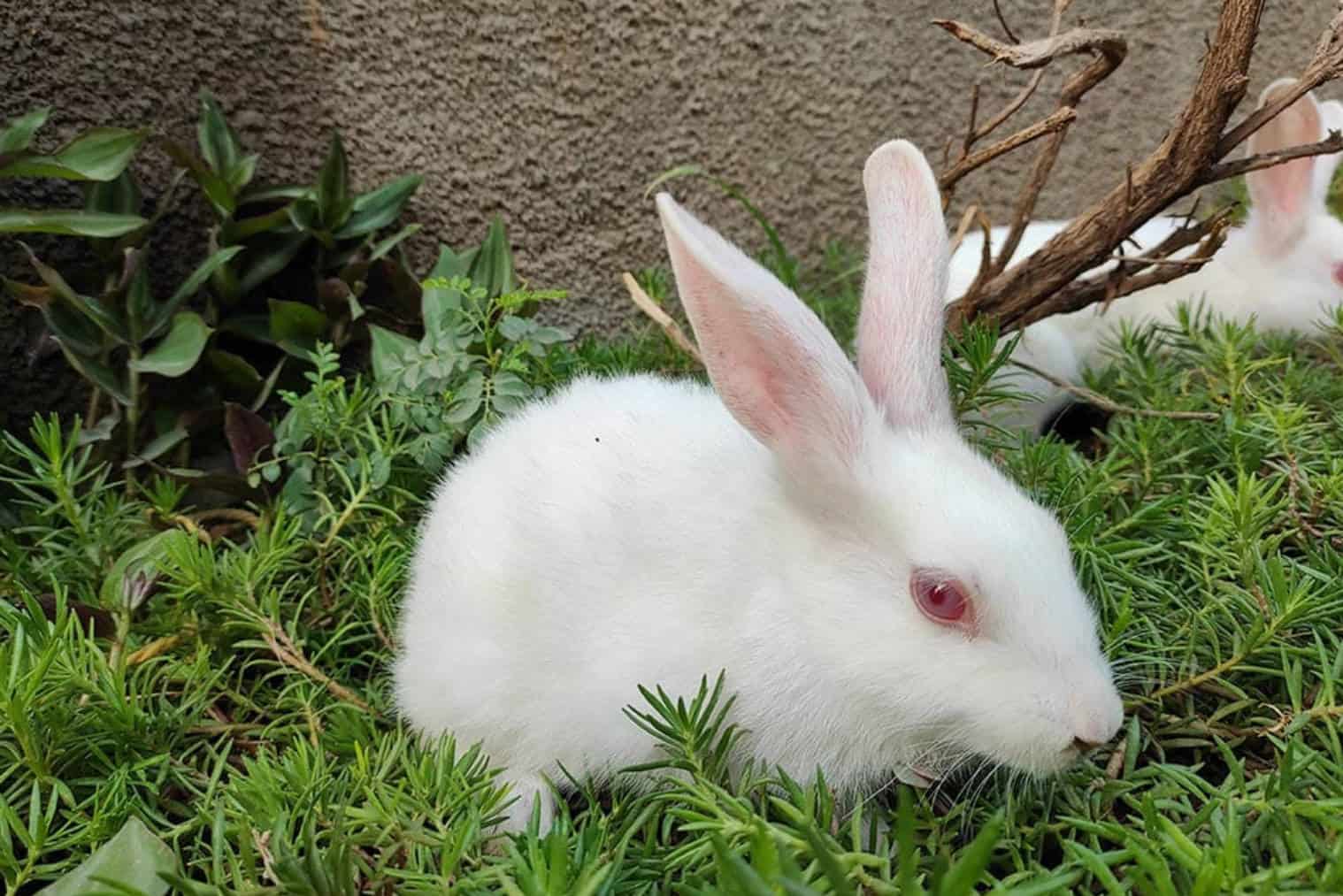 albino bunnies