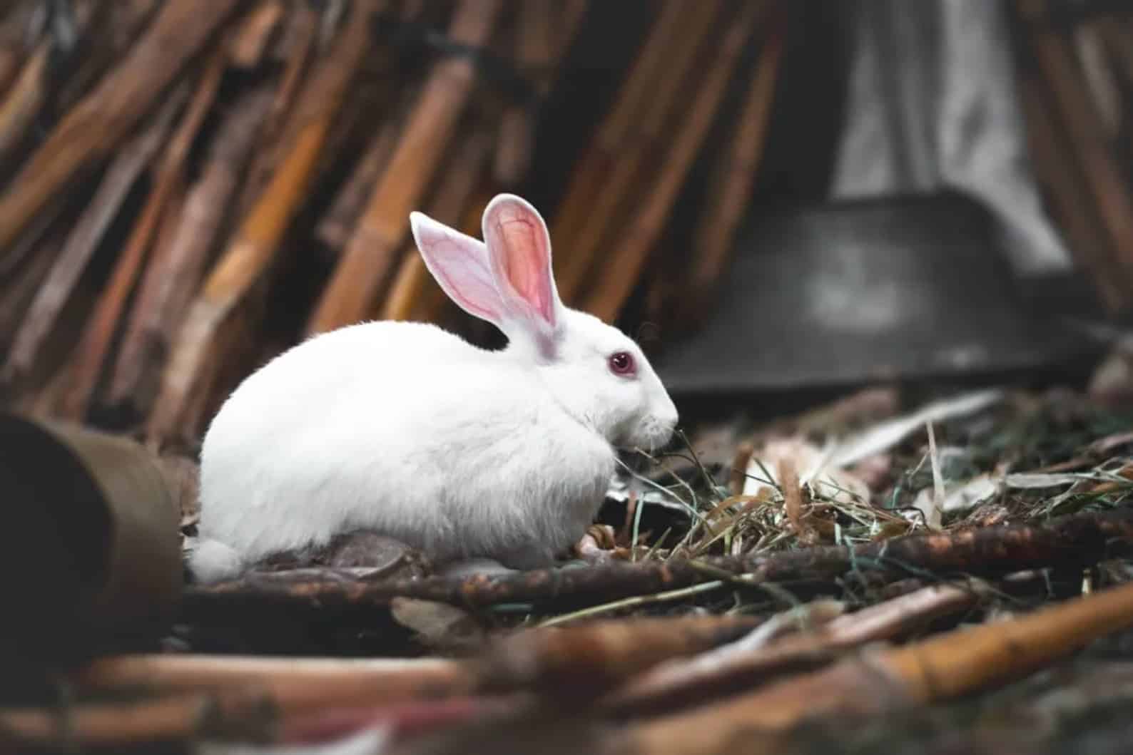 albino bunny rabbit