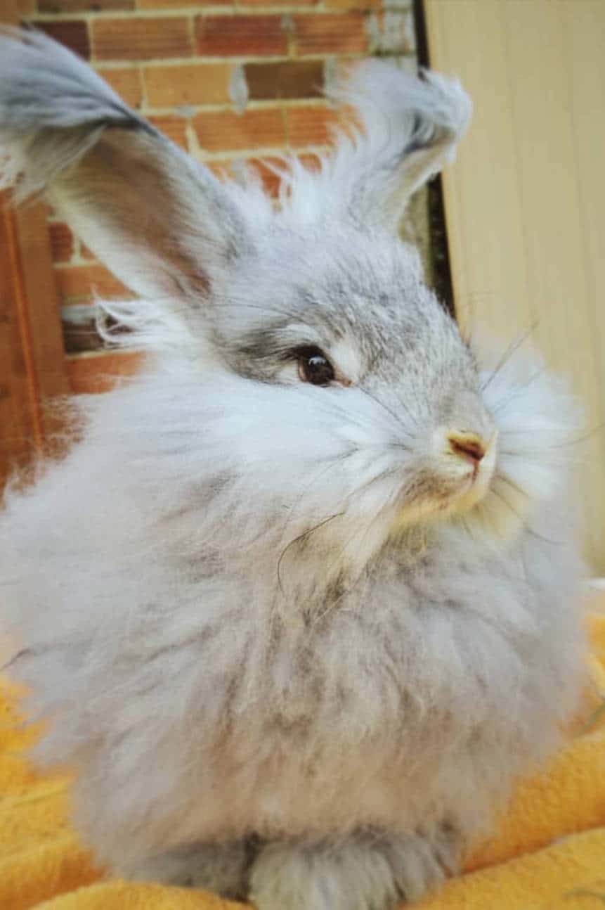angora lop rabbit