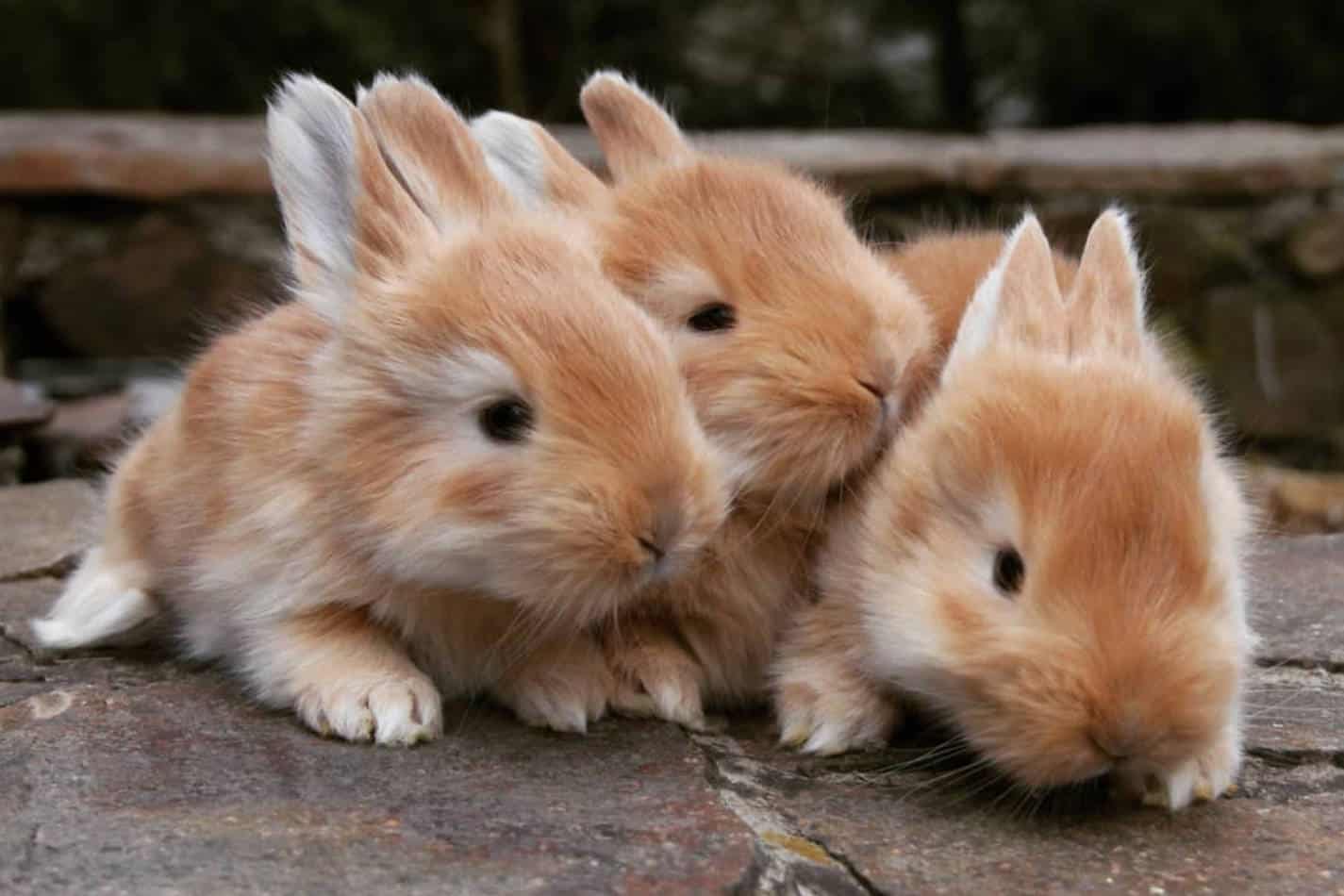 angora rabbit fur prices