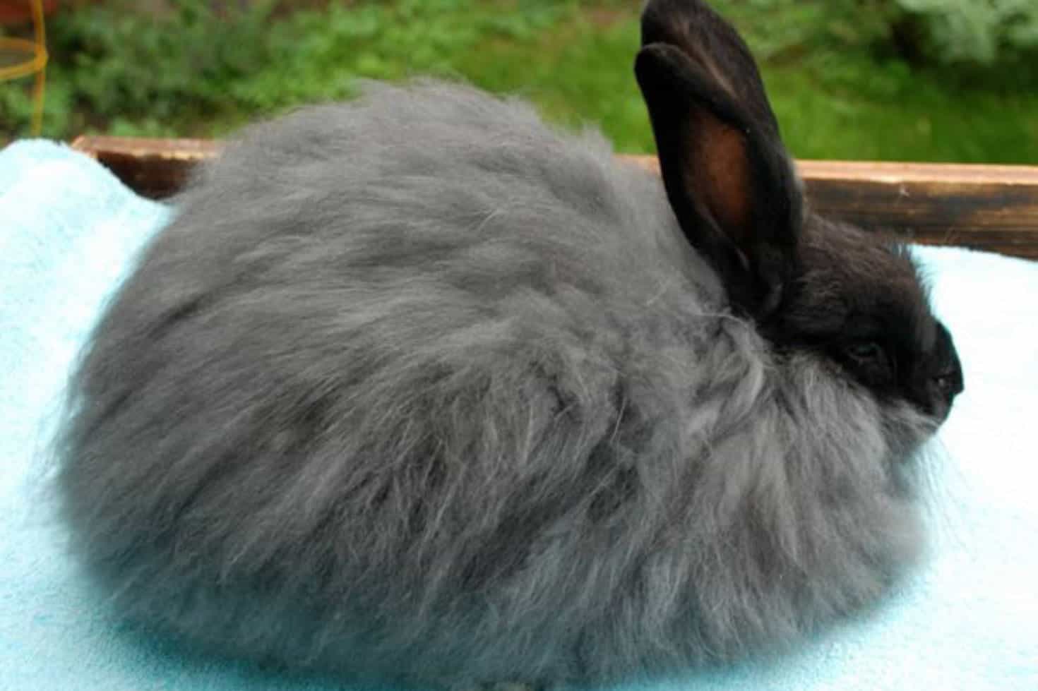 angora rabbit personality