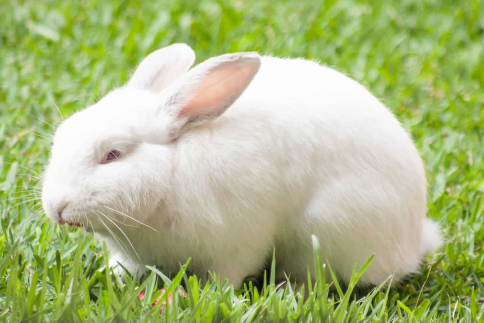 are albino bunnies rare