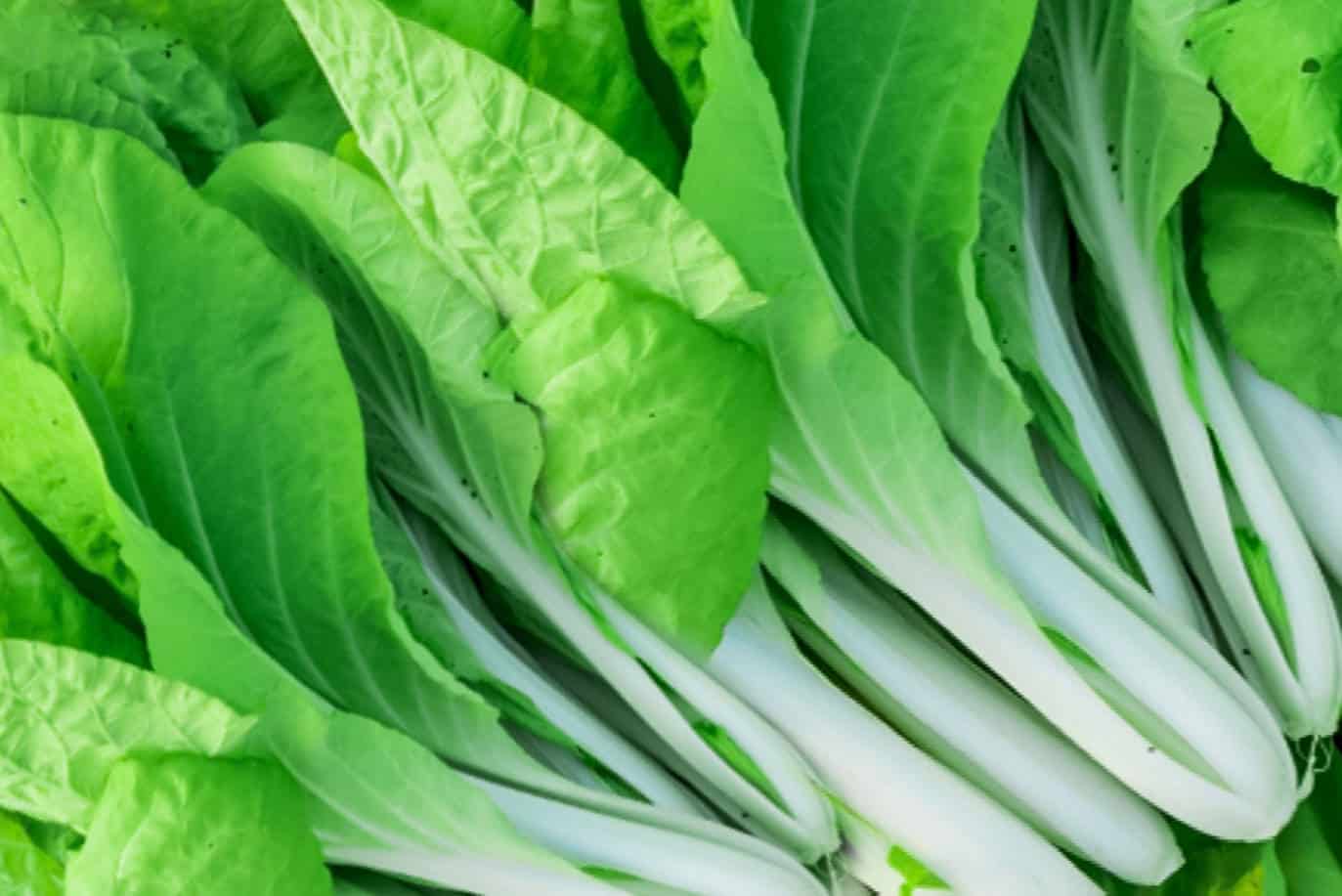 bok choy for rabbits