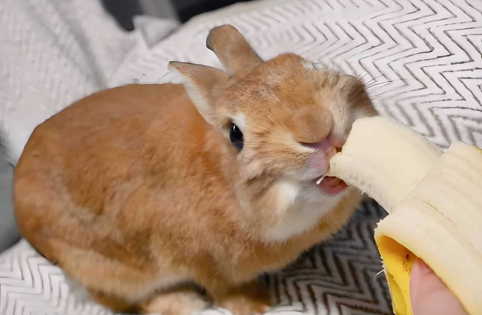 bunnies and bananas