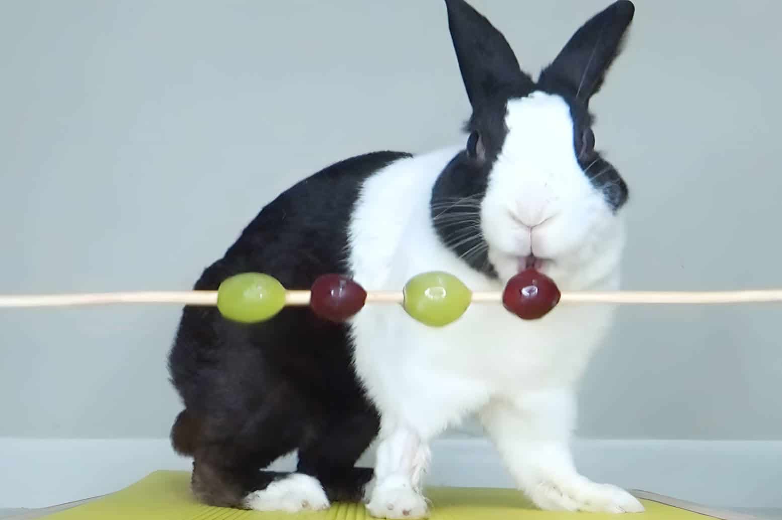 bunny grapes