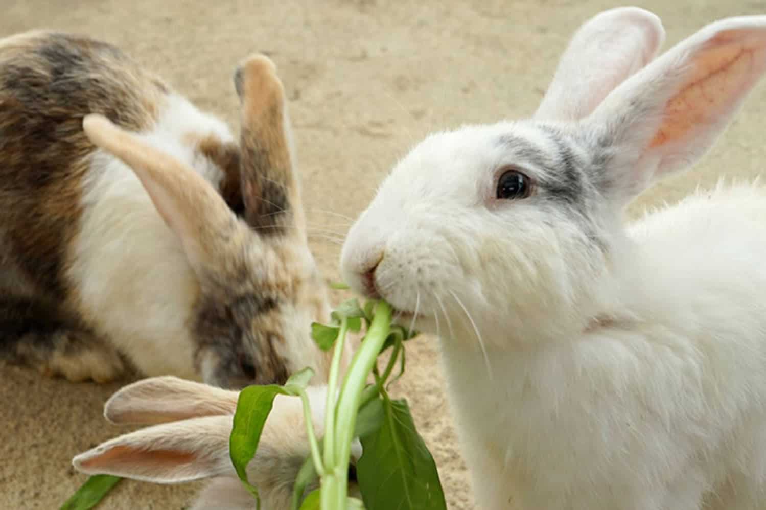 can baby rabbits eat bananas