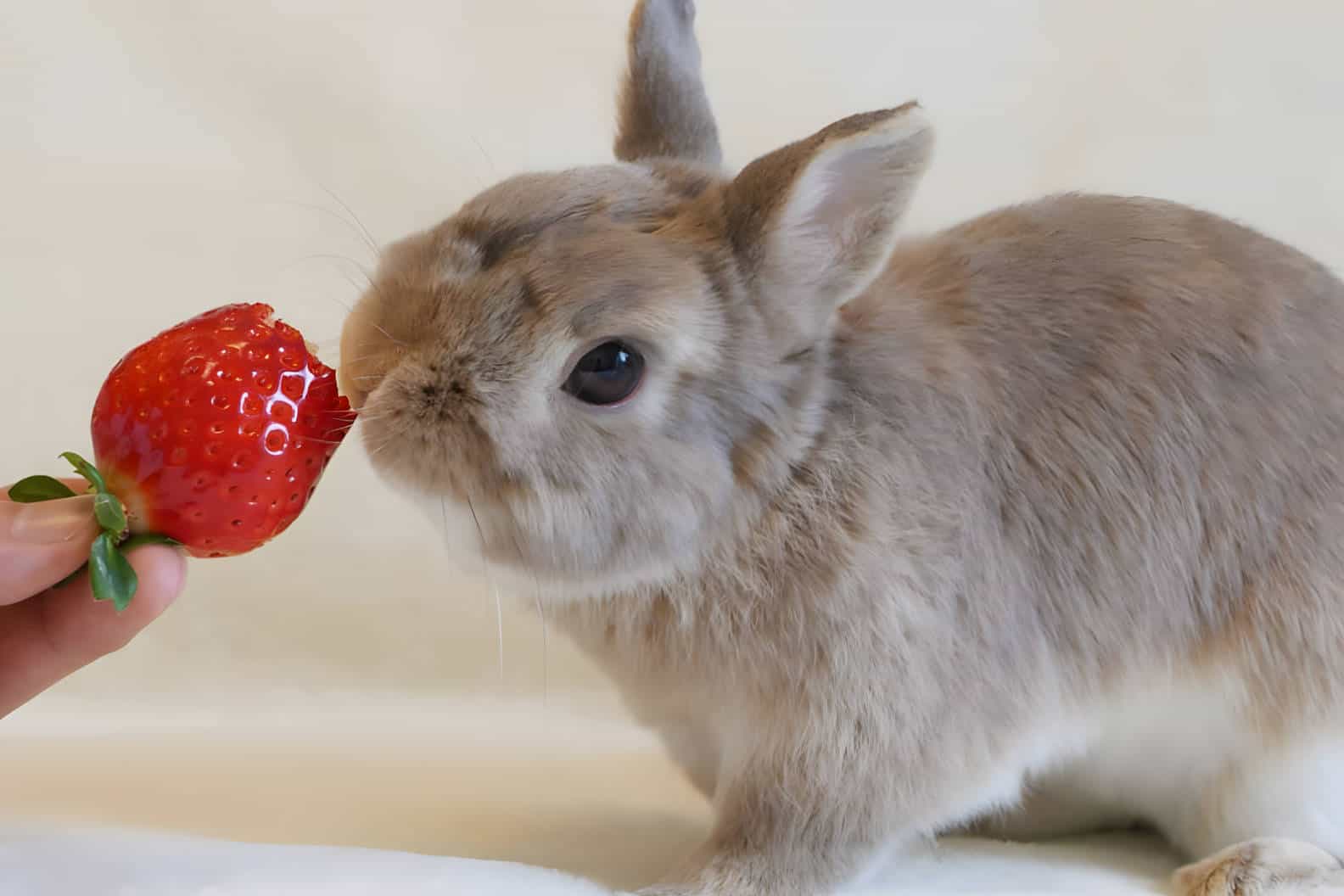 can bunnies eat strawberry