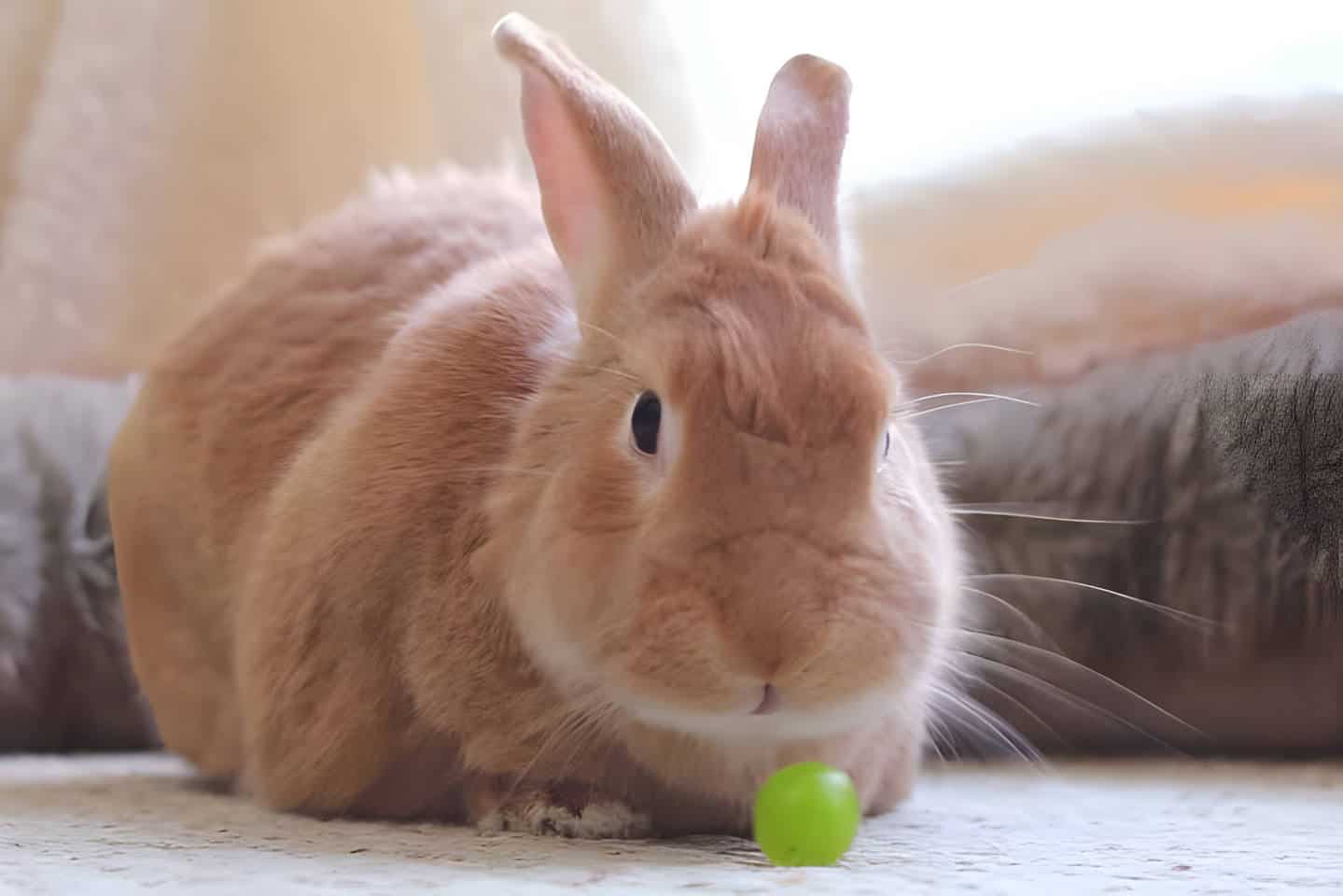 can bunnies have green grapes