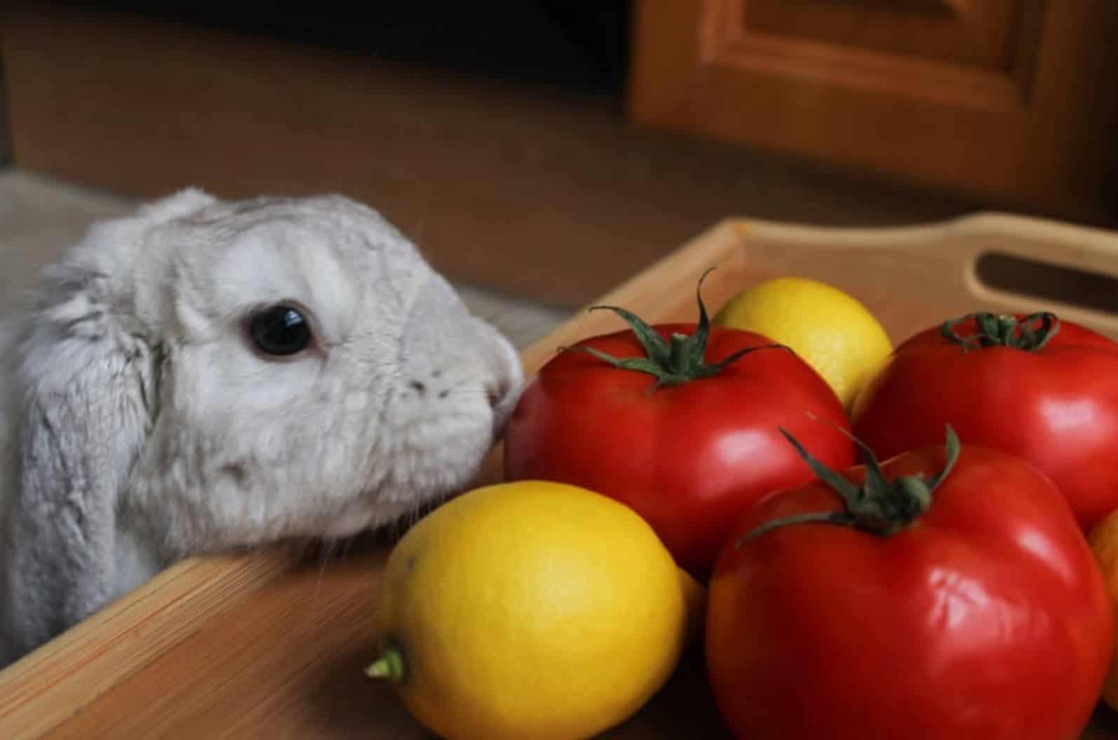 can lionhead rabbits eat tomatoes
