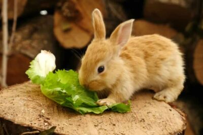 Can Rabbits Eat Bok Choy? (Nutrition, Benefits & Feeding Tips)