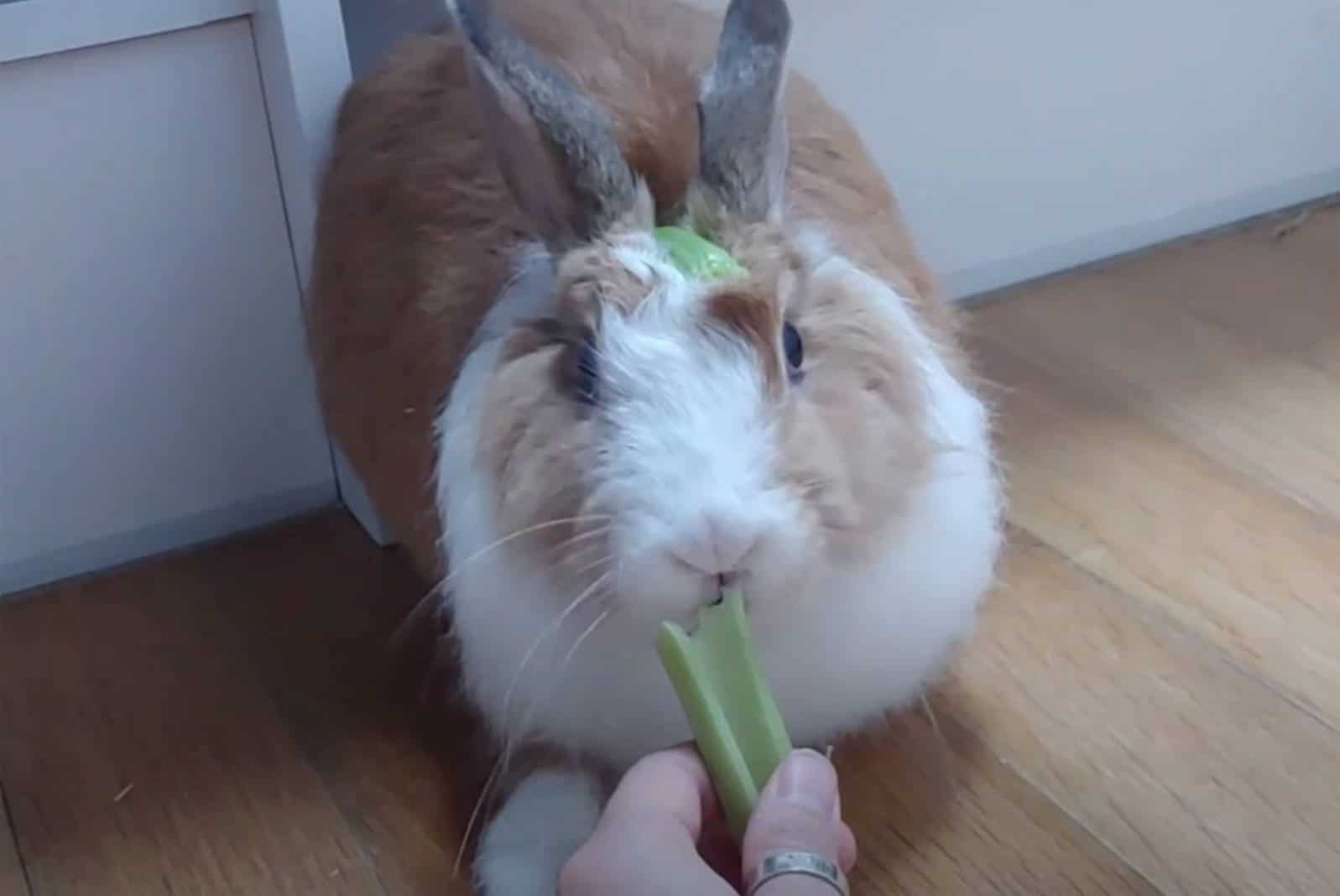 can rabbits eat celery