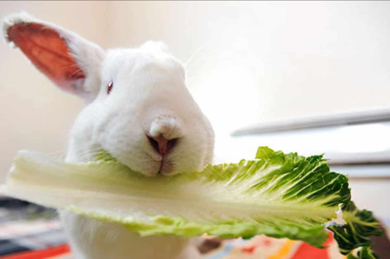 can rabbits eat lettuce stems