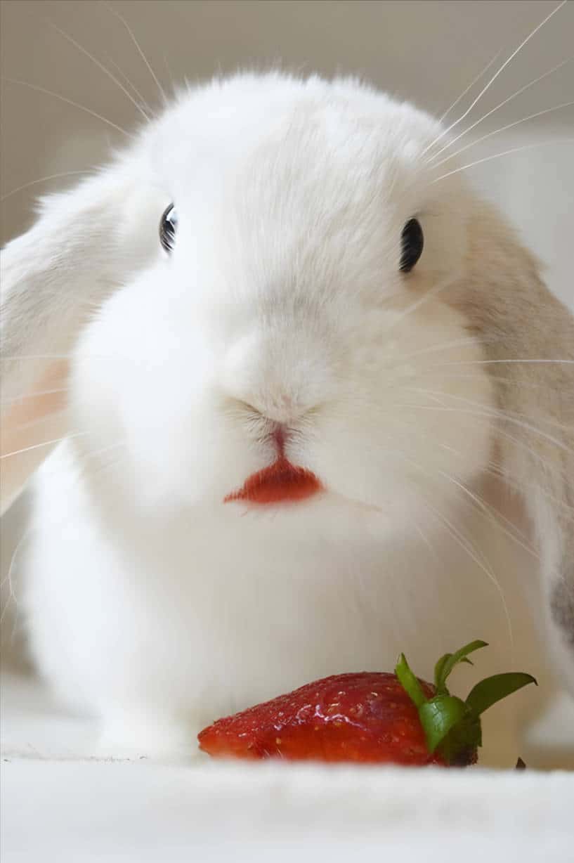 can rabbits eat whole strawberries