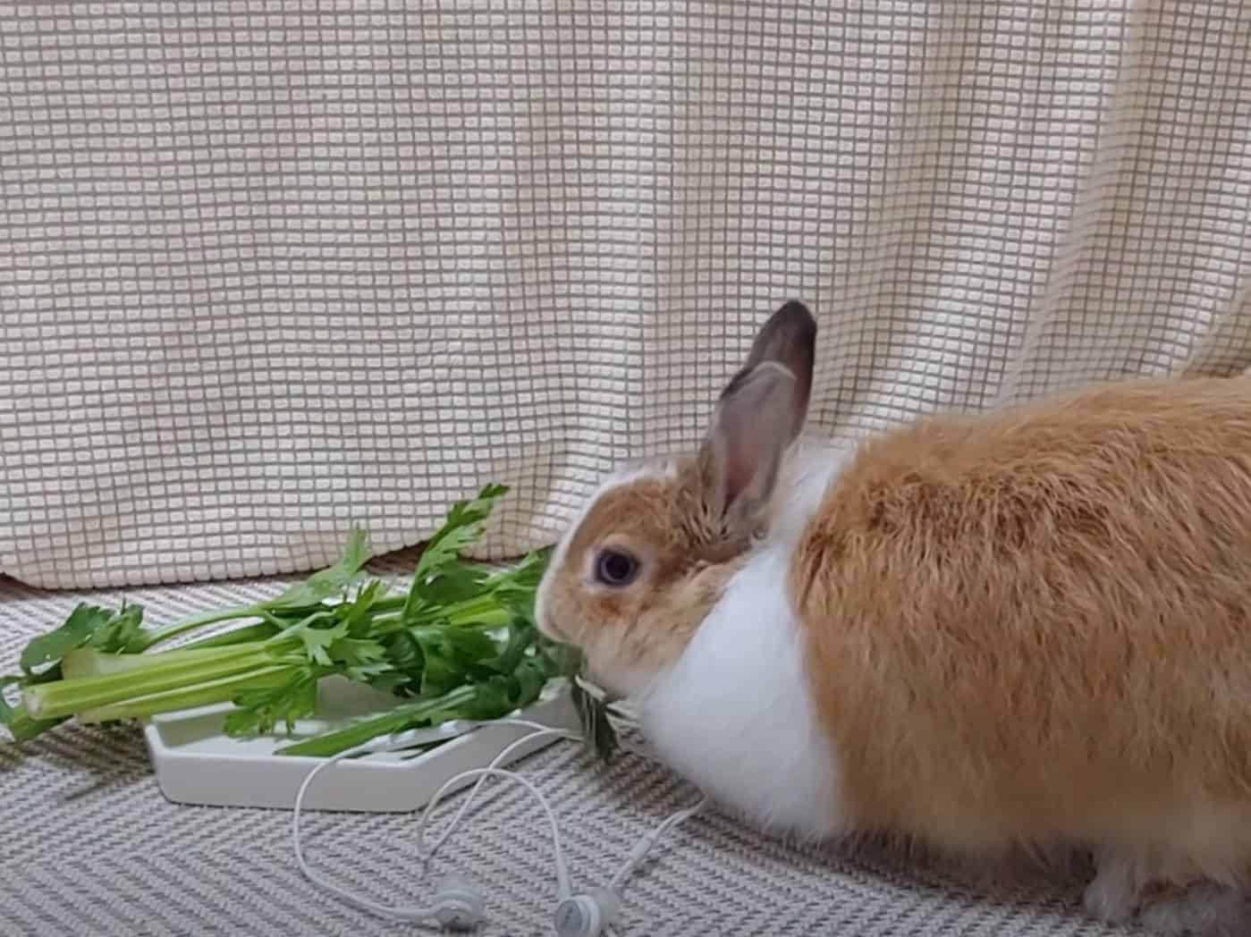 can rabbits have celery