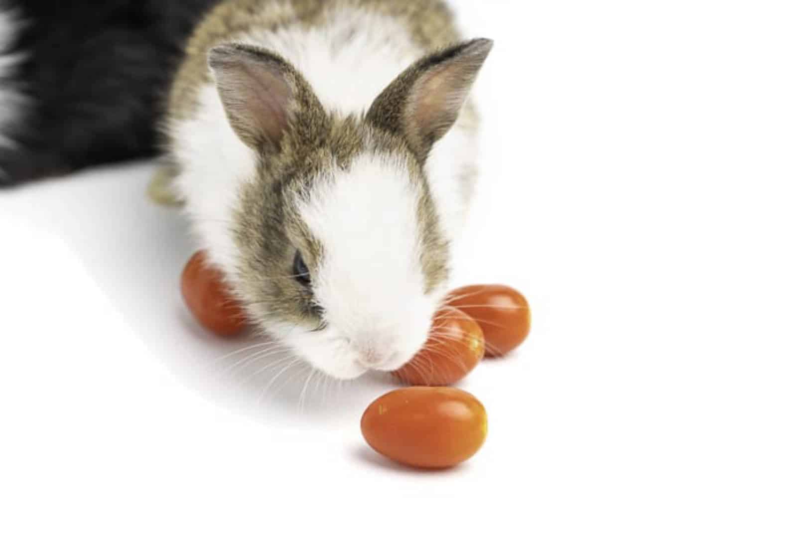 can rabbits have tomatoes