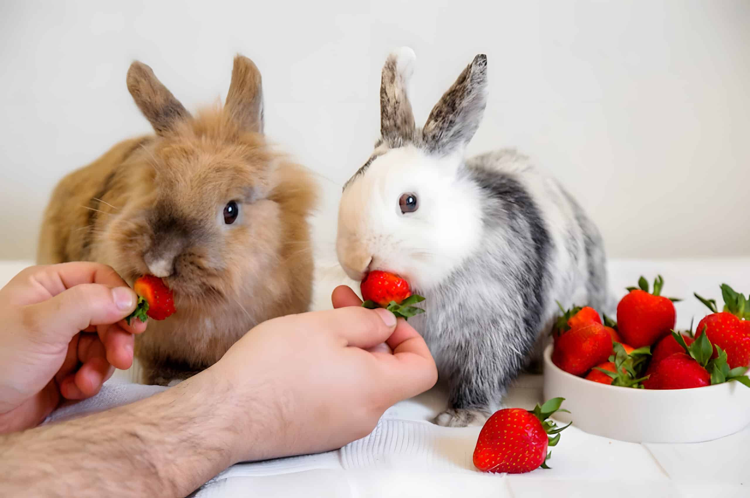 can you give bunnies strawberries