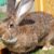 Continental Giant Rabbit: Appearance, Lifespan, Temperament, Care Sheet