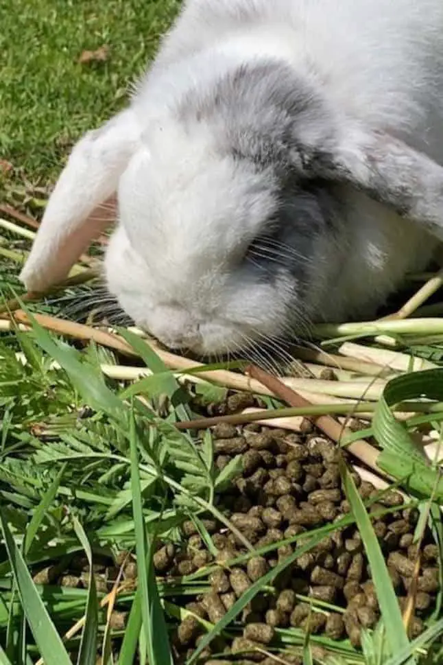 do bunnies eat their own poop
