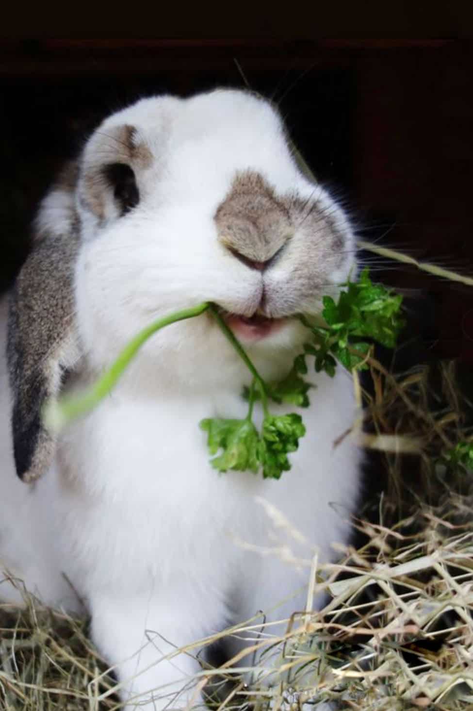 do rabbits like celery