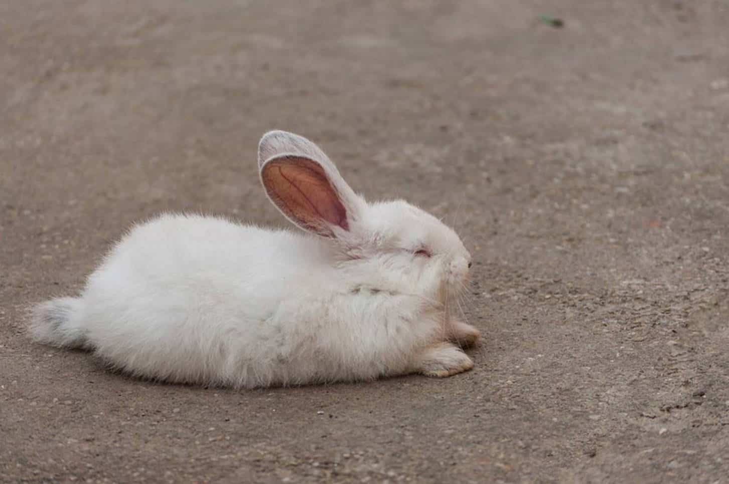 do rabbits sleep