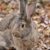 Flemish Giant Rabbit: Appearance, Lifespan, Temperament, Care Sheet