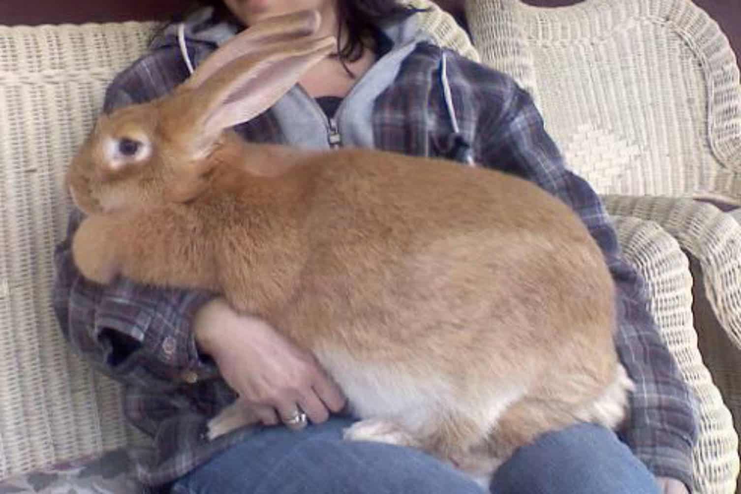 full grown continental giant rabbit