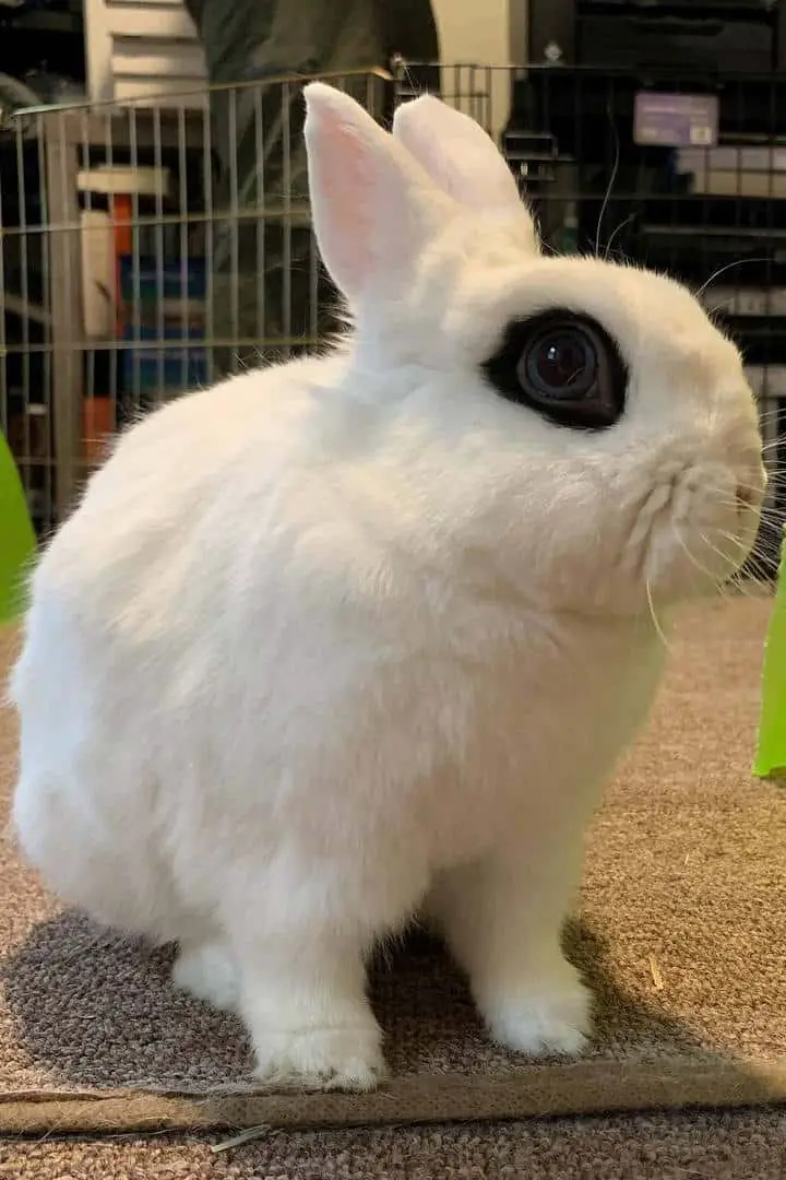 full grown dwarf hotot rabbit