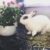 Dwarf Hotot Rabbit: Appearance, Lifespan, Temperament, Care Sheet