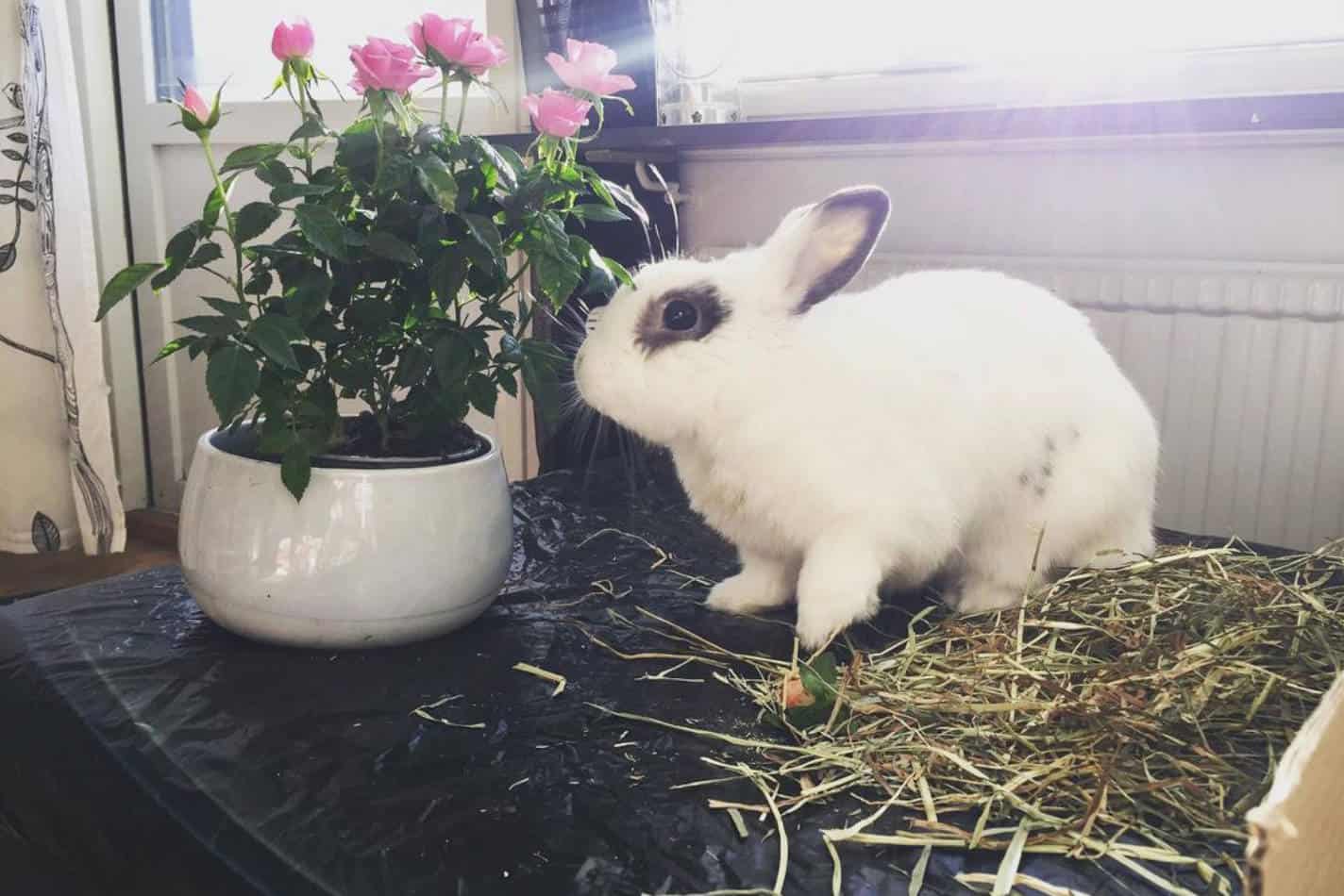 full grown hotot rabbit