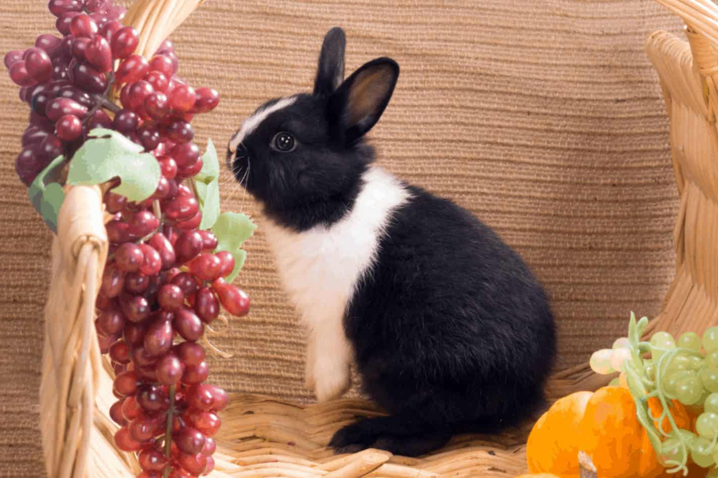 grapes for bunnies