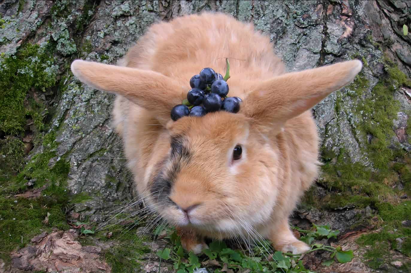 grapes rabbits