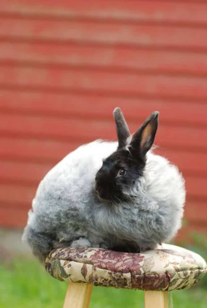 hairy rabbit