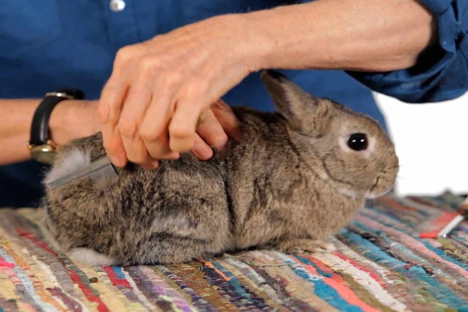 how big do netherland dwarf bunnies get