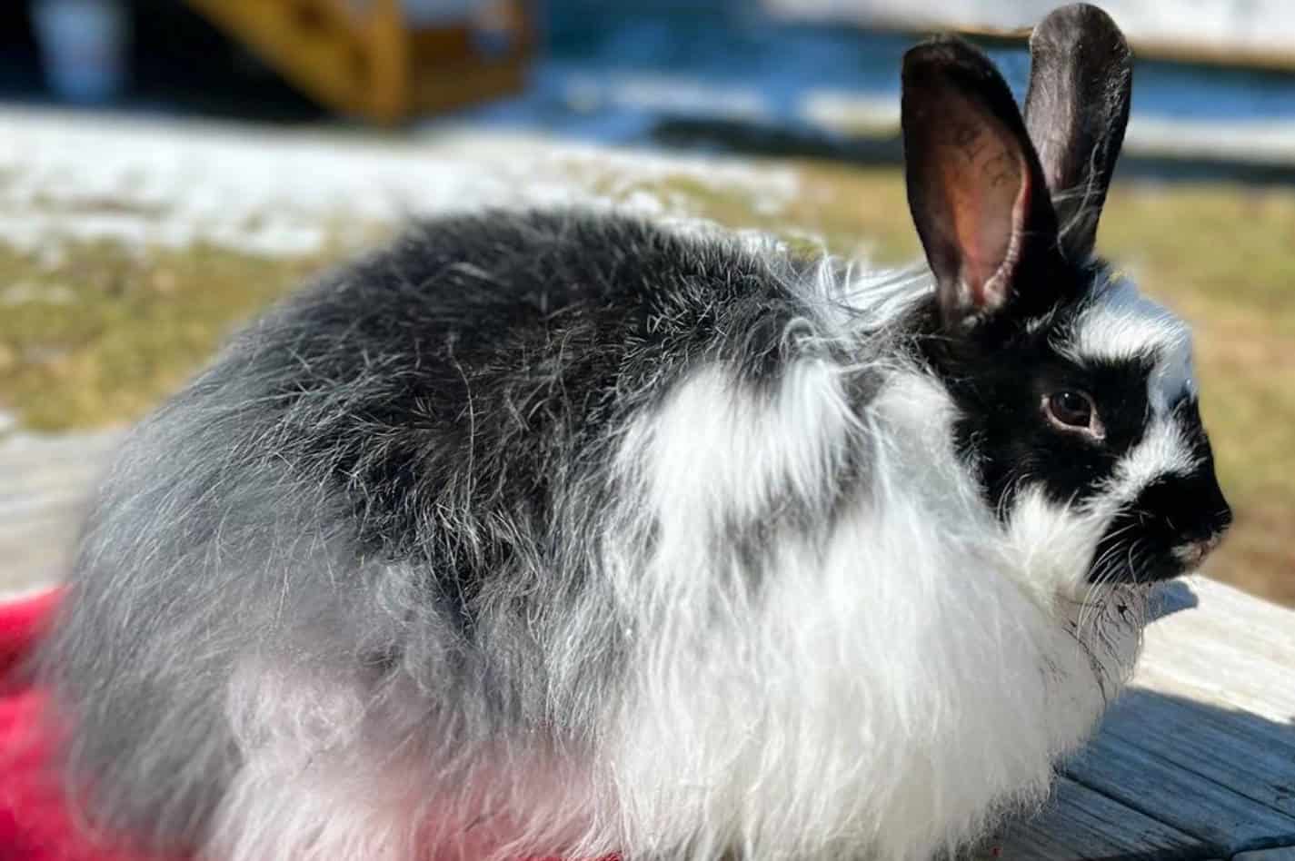 how long do angora rabbits live