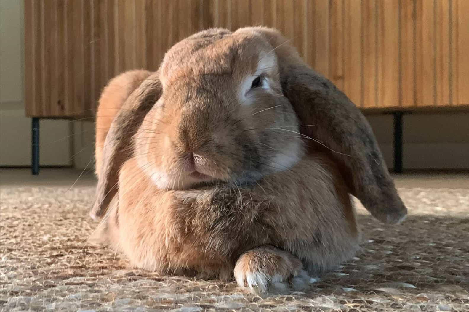 how long do bunnies live