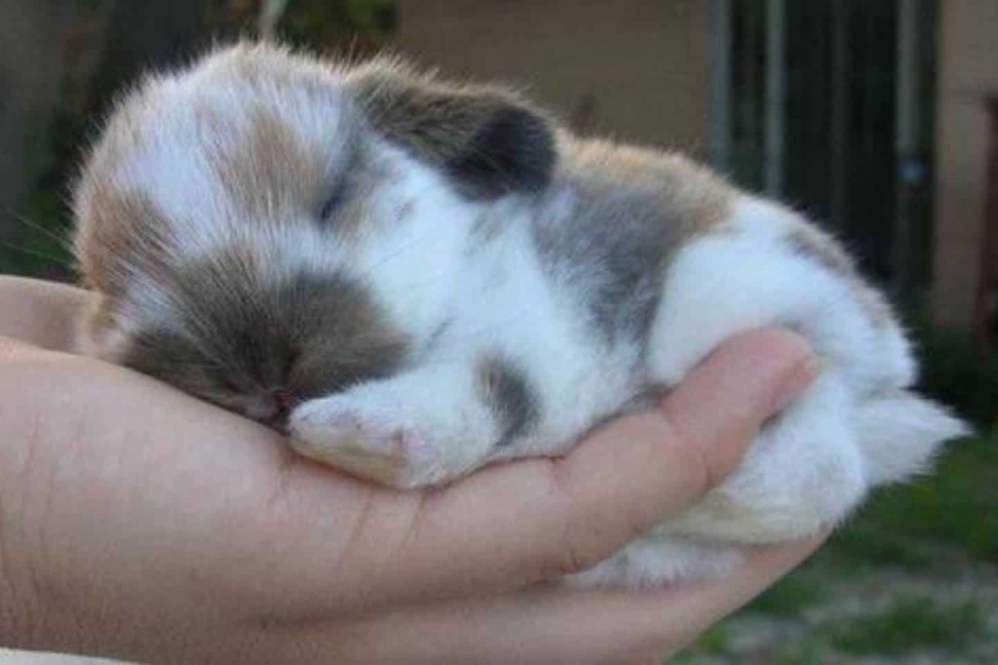 how long do bunnies sleep