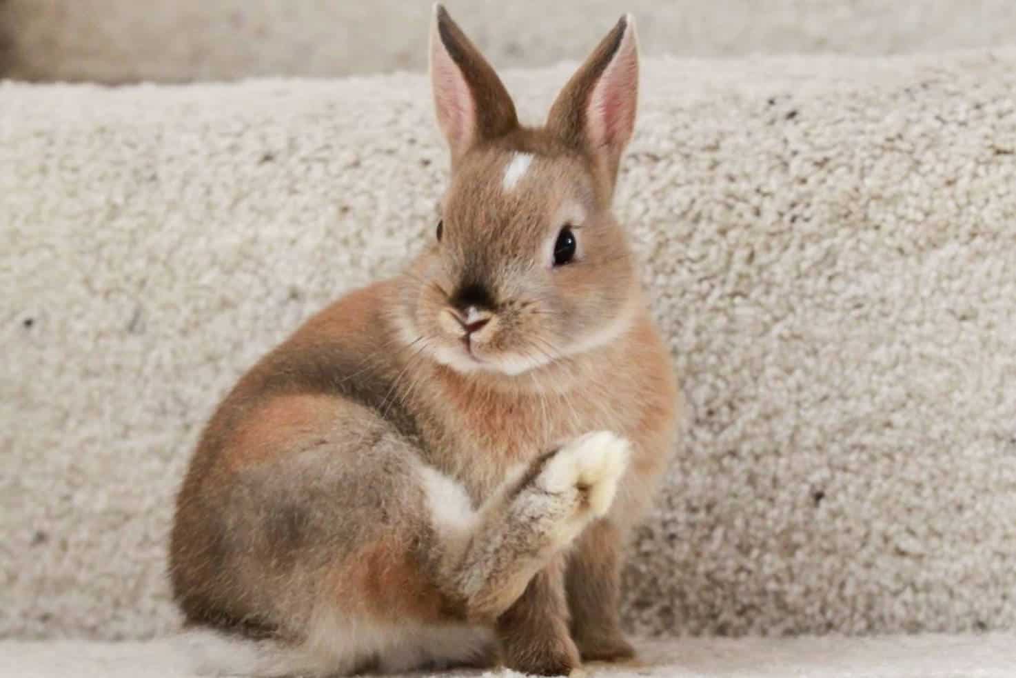 how much are netherland dwarf bunnies